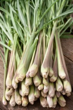 Biologische Citroengras (Cymbopogon Flexuosus) D 12 H 10 Cm