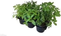 Biologische BBQ-kruiden D 9 H 5 Cm 6 Pack