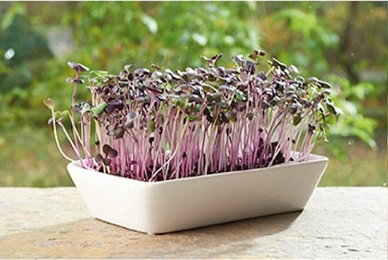 Buzzy Microgreens Kiemgroentezaad Daikon Radijs (Raphanus Sativus) 11 X 12 X 6 Cm 2 Buzzy Microgreens Kiemgroentezaad Daikon Radijs (Raphanus Sativus) 11 X 12 X 6 Cm - Afbeelding 2