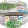 Buzzy® Biologische Kiemgroentezaad In Glazen Schaal Rucolakers (Eruca Vesicaria)
