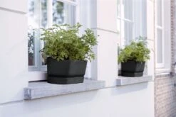 Elho Plantenbak Greenville Zwart 49 X 20 X 18 Cm -Mooi Moestuin 8711904358358 3