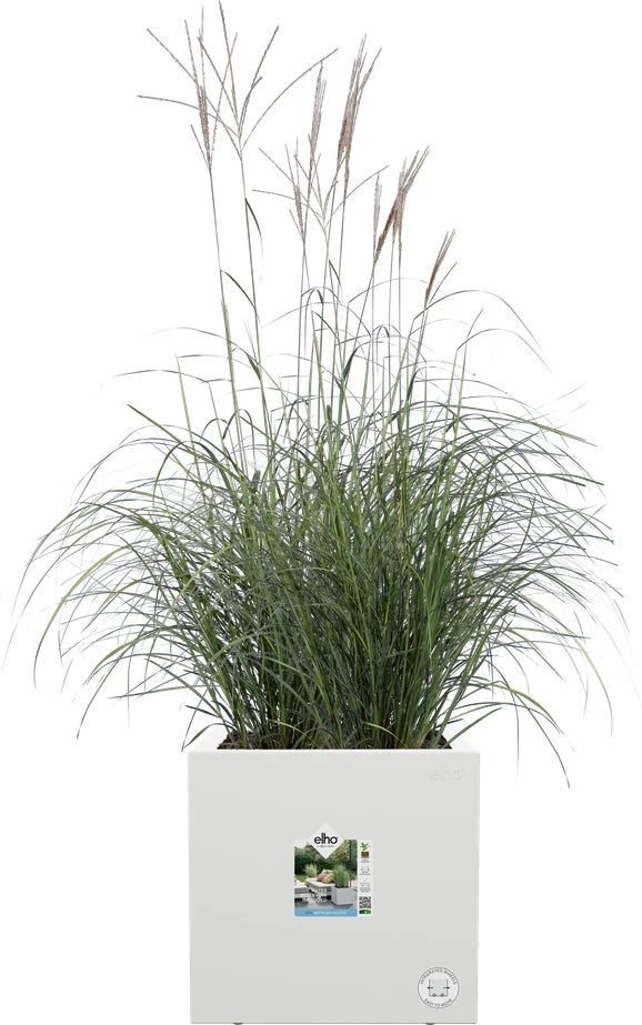 Elho Plantenbak Vivo Next Wit 30 X 30 X 30 Cm 2 Elho Plantenbak Vivo Next Wit 30 X 30 X 30 Cm - Afbeelding 2