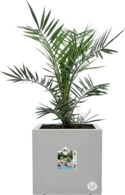 Elho Plantenbak Vivo Next Grijs 30 X 30 X 30 Cm 6 Elho Plantenbak Vivo Next Grijs 30 X 30 X 30 Cm -Mooi Moestuin 8711904499280 1