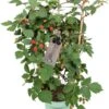Doornloze Braam (Rubus Fruticosus 'Loch Ness') Met Rek D 17 H 70 Cm