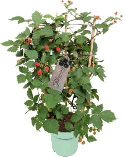 Doornloze Braam (Rubus Fruticosus 'Loch Ness') Met Rek D 17 H 70 Cm