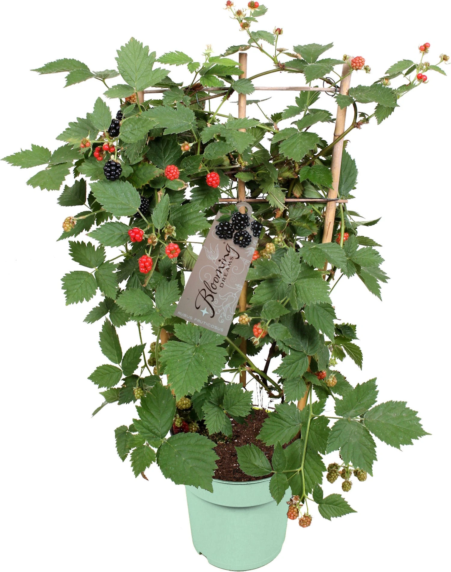 Doornloze Braam (Rubus Fruticosus 'Loch Ness') Met Rek D 17 H 70 Cm 1 Doornloze Braam (Rubus Fruticosus 'Loch Ness') Met Rek D 17 H 70 Cm