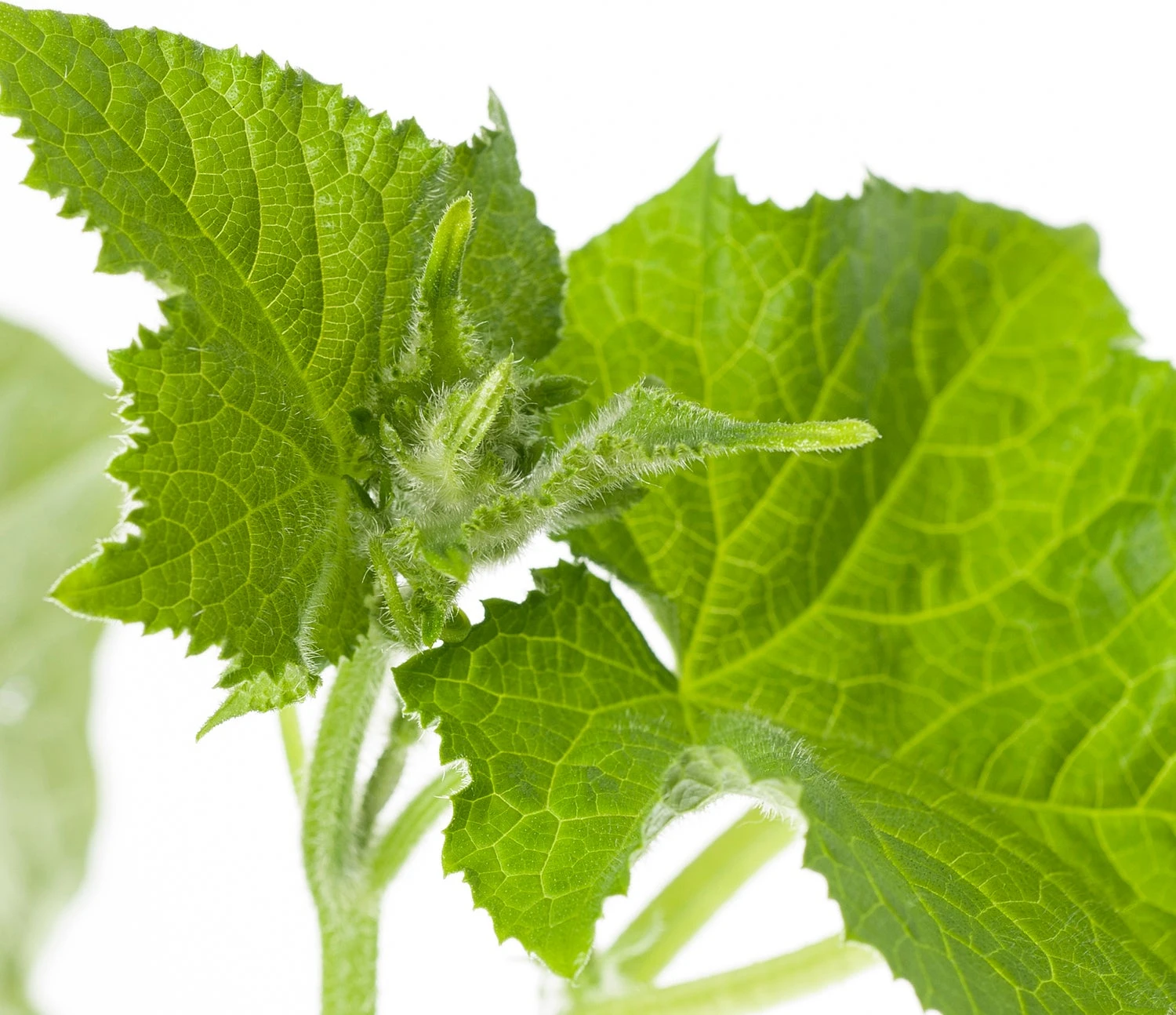 Mini Komkommer Geënt (Cucumis Sativus) 2 Mini Komkommer Geënt (Cucumis Sativus) - Afbeelding 2