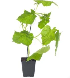 Mini Komkommer Geënt (Cucumis Sativus)