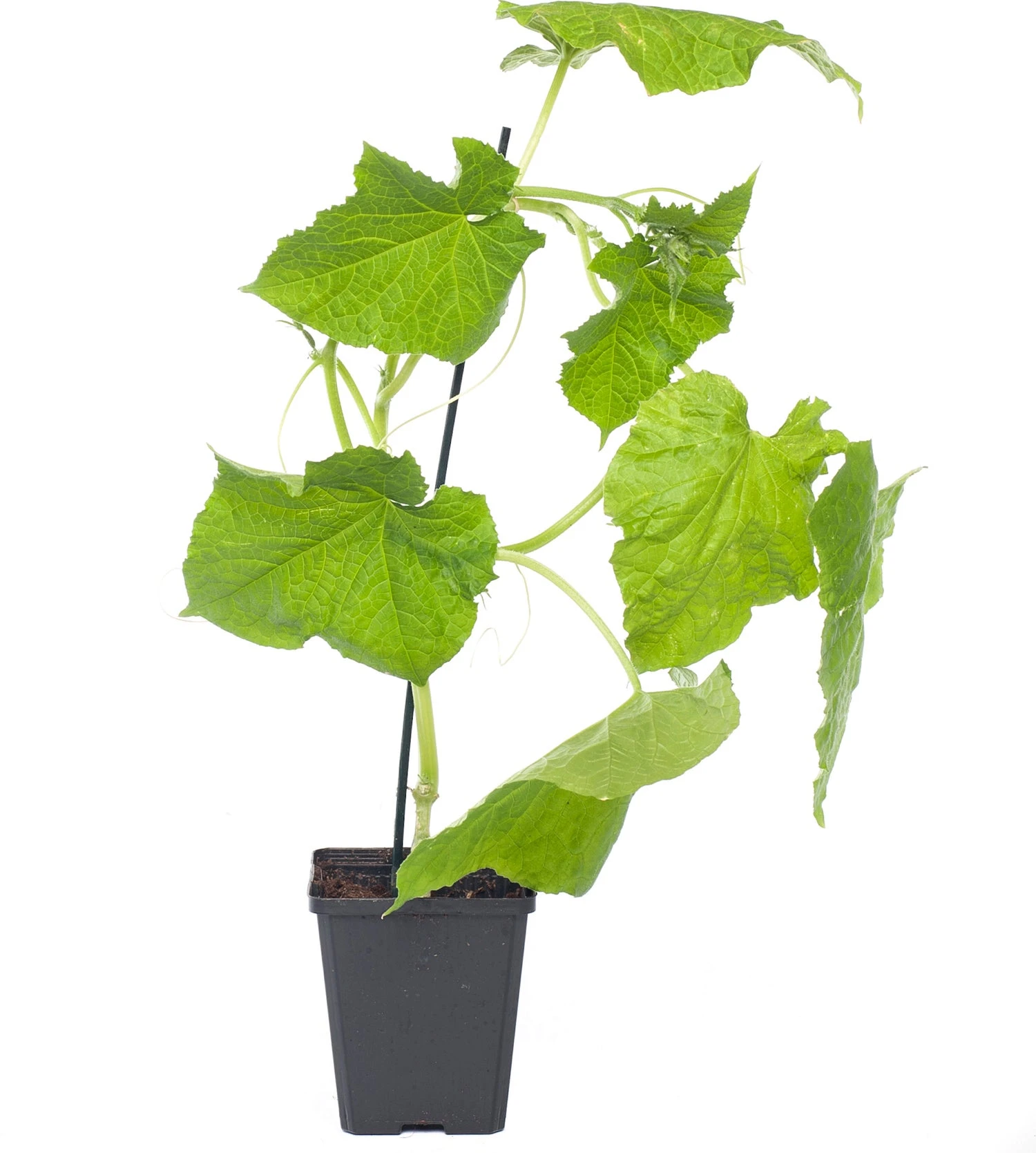 Mini Komkommer Geënt (Cucumis Sativus) 1 Mini Komkommer Geënt (Cucumis Sativus)