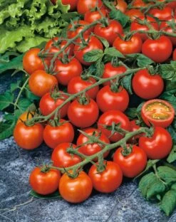 Tomaat Geënte Cherry (Lycopersicon Esculentum)