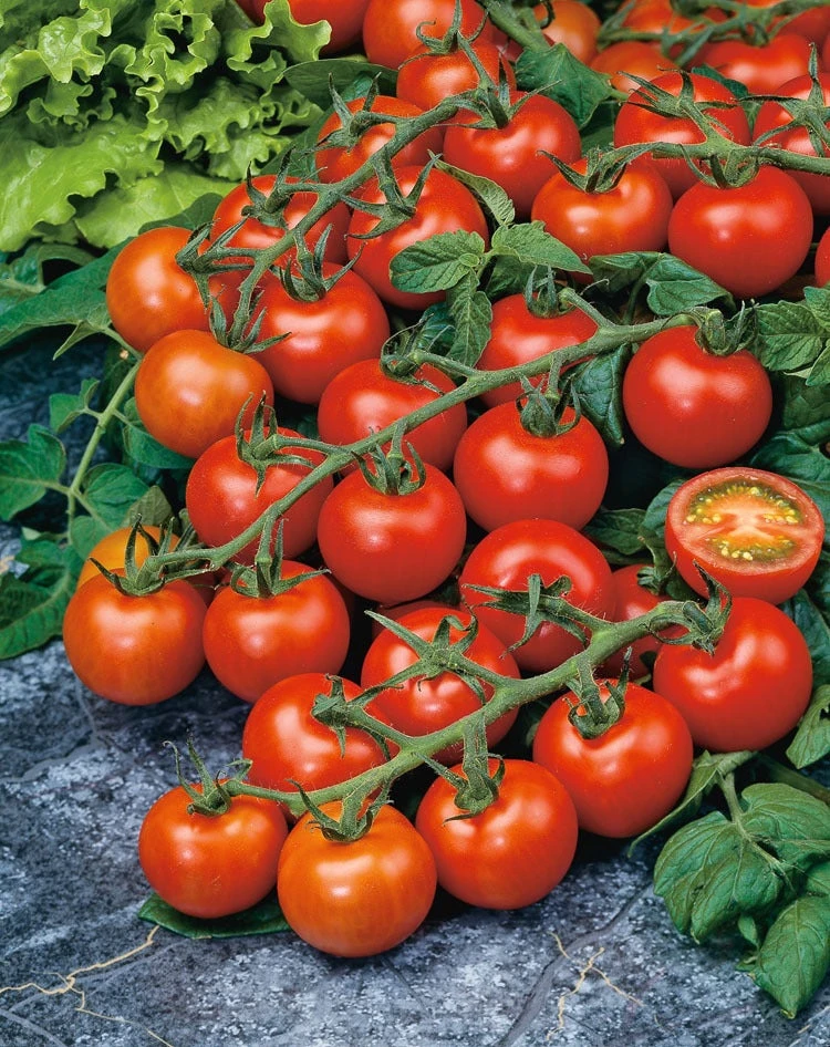 Tomaat Geënte Cherry (Lycopersicon Esculentum) 1 Tomaat Geënte Cherry (Lycopersicon Esculentum)