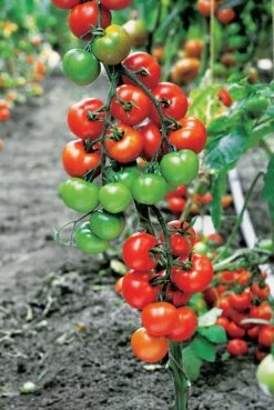 Tomaat Geënte Vlees (Lycopersicon Esculentum)