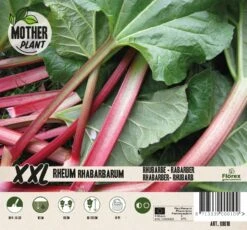 Florex Moederplant Rabarber (Rheum Barbaratum)