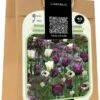 Florex Spring Blossom Bloembollen Cottage Garden Paars Wit 20 Stuks