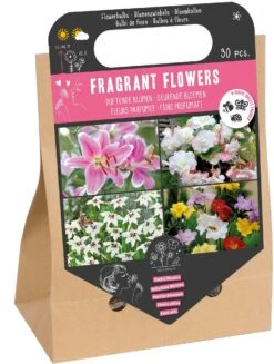 Florex Bloembollen Nuttige Bloemen Geurende Bloemen 30 Stuks
