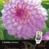 Florex Premium Dahlia (Dahlia 'Arbatax') 2 Stuks
