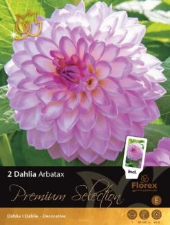 Florex Premium Dahlia (Dahlia 'Arbatax') 2 Stuks