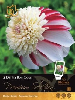 Florex Premium Dahlia Anemoonbloeiend (Dahlia 'Bon Odori') 2 Stuks