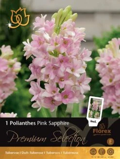 Florex Premium Tuberoos (Polianthes 'Pink Sapphire')