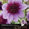 Florex Premium Dahlia Anemoonbloeiend (Dahlia 'Blue Bayou') 2 Stuks