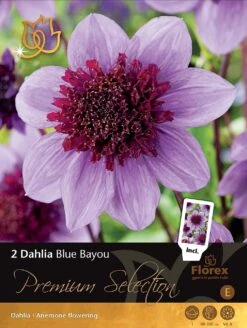 Florex Premium Dahlia Anemoonbloeiend (Dahlia 'Blue Bayou') 2 Stuks