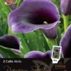 Florex Premium Calla (Zantedeschia 'Akela') 2 Stuks
