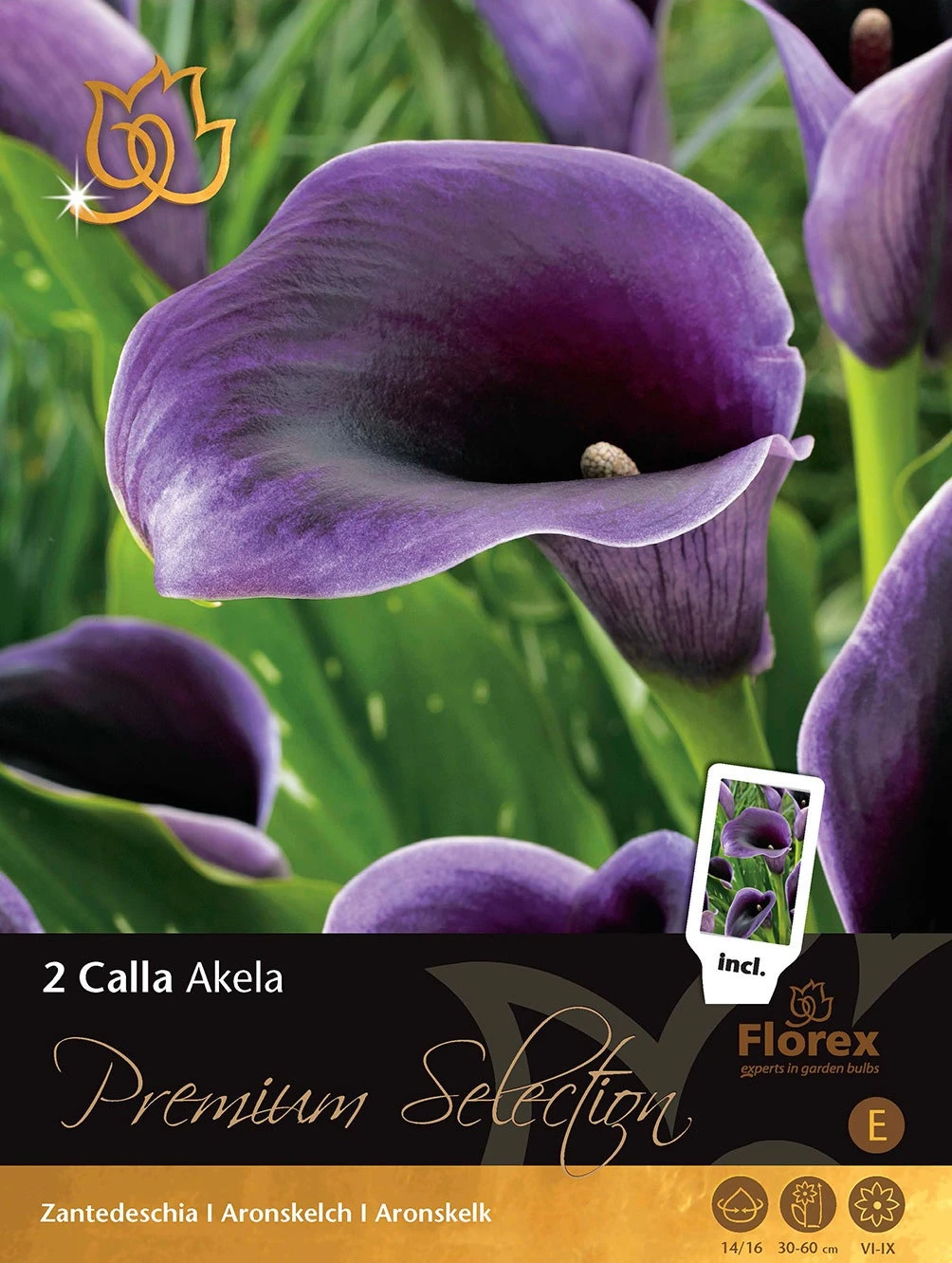 Florex Premium Calla (Zantedeschia 'Akela') 2 Stuks 1 Florex Premium Calla (Zantedeschia 'Akela') 2 Stuks