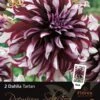 Florex Premium Dahlia (Dahlia 'Tartan') 2 Stuks