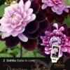 Florex Premium Dahlia (Dahlia 'Daria In Love') 2 Stuks
