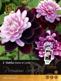 Florex Premium Dahlia (Dahlia 'Daria In Love') 2 Stuks