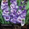 Florex Premium Gladiool (Gladiolus 'Vista') 10 Stuks