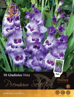 Florex Premium Gladiool (Gladiolus 'Vista') 10 Stuks