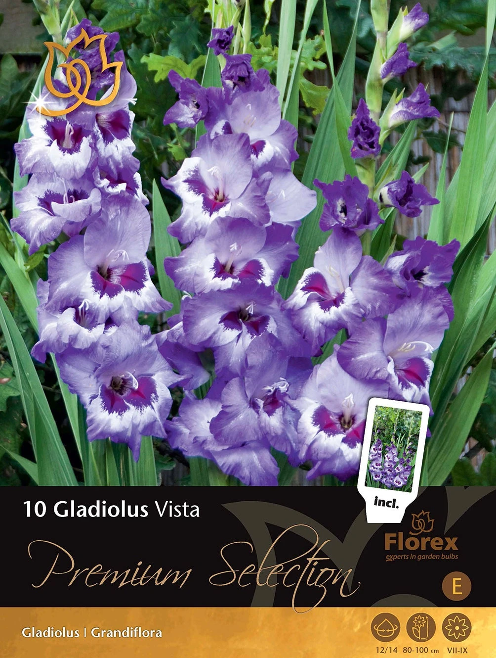 Florex Premium Gladiool (Gladiolus 'Vista') 10 Stuks 1 Florex Premium Gladiool (Gladiolus 'Vista') 10 Stuks