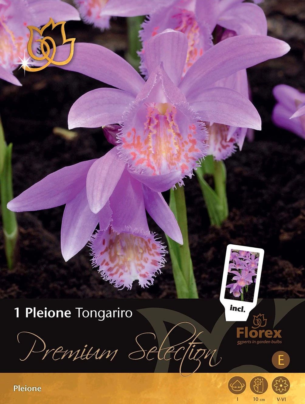 Florex Premium Aardorchidee (Pleione Tongariro) 1 Florex Premium Aardorchidee (Pleione Tongariro)