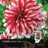 Florex Premium Dahlia (Dahlia 'Santa Claus') 2 Stuks