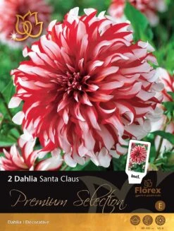 Florex Premium Dahlia (Dahlia 'Santa Claus') 2 Stuks