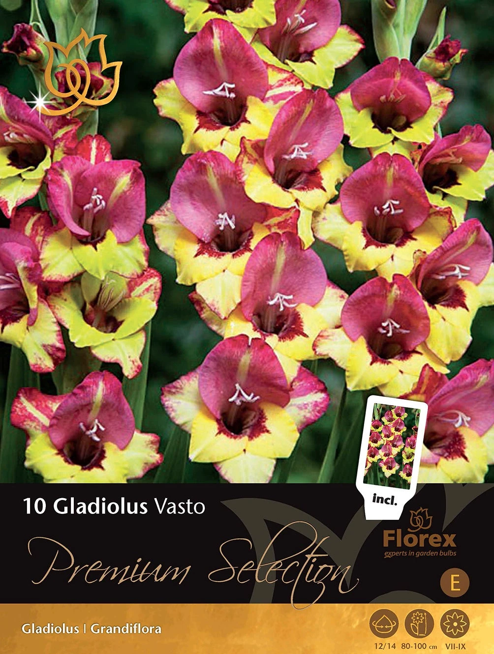 Florex Premium Gladiool (Gladiolus 'Vasto') 10 Stuks 1 Florex Premium Gladiool (Gladiolus 'Vasto') 10 Stuks