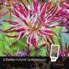Florex Premium Dahlia (Dahlia 'Hollyhill Spiderwoman') 2 Stuks