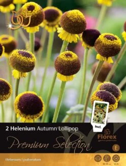Florex Premium Zonnekruid (Helenium 'Lollipop') 2 Stuks