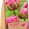 Florex Bloembollen Tulp (Tulipa 'Aveyron') 12 Stuks