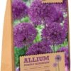 Florex Bloembollen Sierui (Allium 'Purple Sensation') 15 Stuks