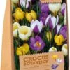 Florex Bloembollen Krokus (Crocus) Botanische Mix 40 Stuks