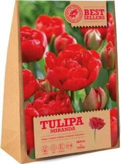 Florex Bloembollen Tulp (Tulipa 'Miranda') 15 Stuks