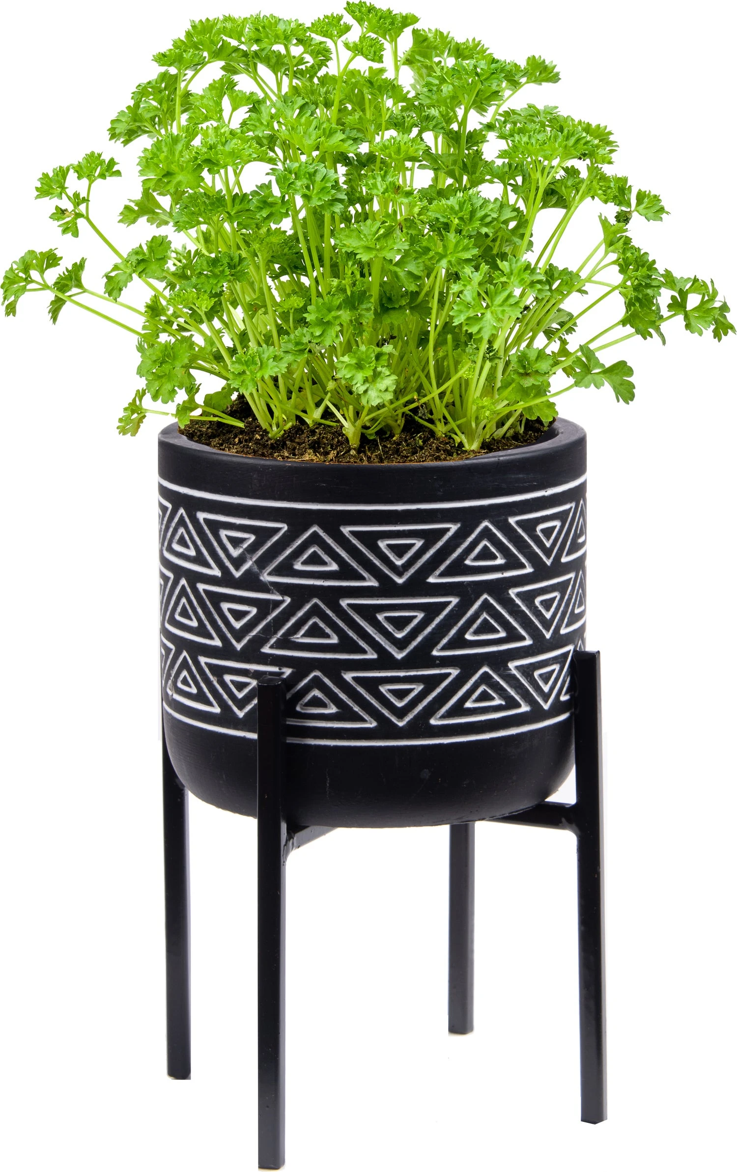 Florex Kruidenset Pot Op Poten Krulpeterselie (Petroselinum Crispum) 2 Florex Kruidenset Pot Op Poten Krulpeterselie (Petroselinum Crispum) - Afbeelding 2