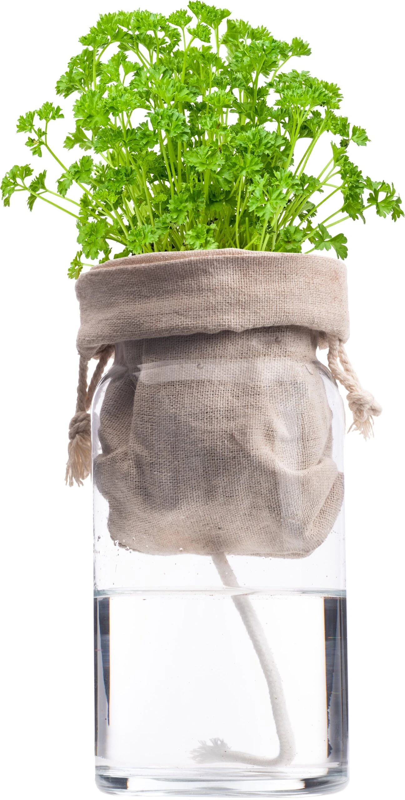 Florex Biologische Kruidenset Peterselie (Petroselinum Crispum) Zelf Bewaterend 2 Florex Biologische Kruidenset Peterselie (Petroselinum Crispum) Zelf Bewaterend - Afbeelding 2