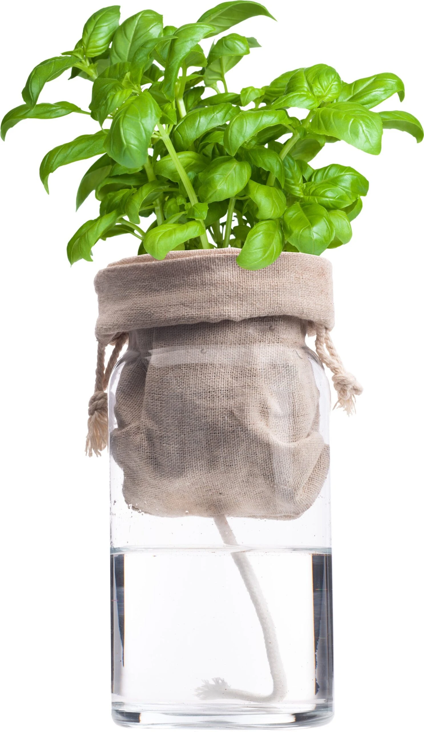 Florex Biologische Kruidenset Basilicum (Ocimum Basilicum) Zelf Bewaterend 2 Florex Biologische Kruidenset Basilicum (Ocimum Basilicum) Zelf Bewaterend - Afbeelding 2