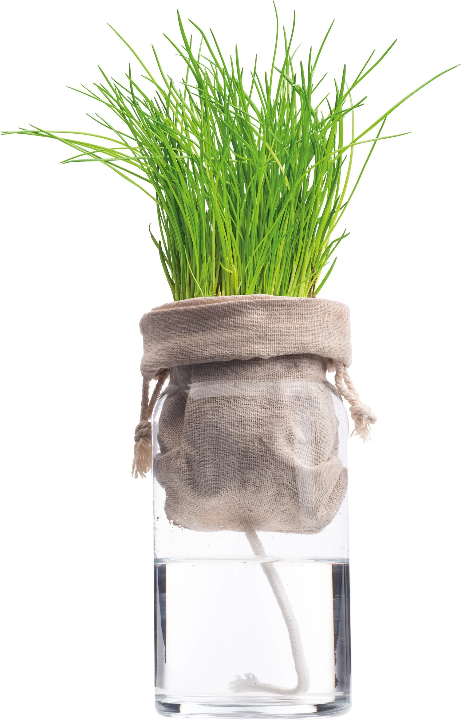 Florex Biologische Kruidenset Bieslook (Allium Schoenoprasum) Zelf Bewaterend 2 Florex Biologische Kruidenset Bieslook (Allium Schoenoprasum) Zelf Bewaterend - Afbeelding 2