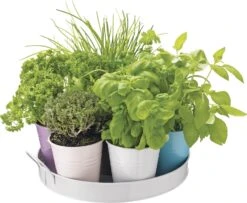 Florex Kruidenzaden Dienblad Met 7 Keukenkruiden -Mooi Moestuin 8713339195300