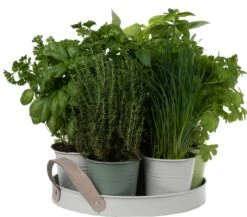 Florex Kruidenzaden Dienblad Met 7 Keukenkruiden -Mooi Moestuin 8713339195300 3