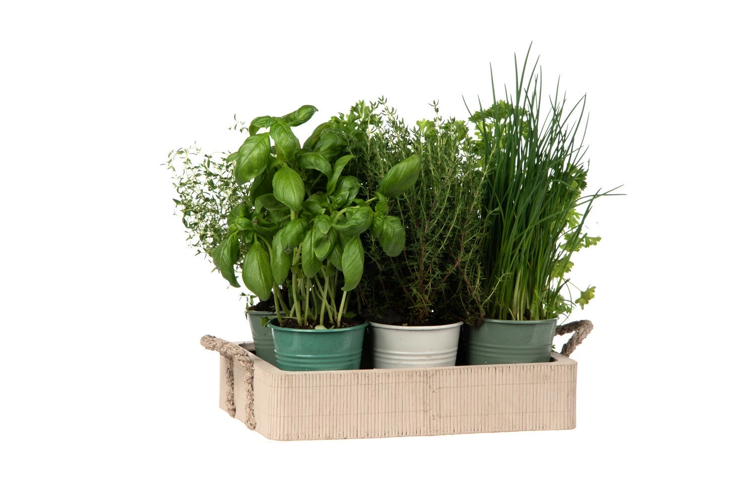 Florex Kruidenzaad 6 Kruiden Dienblad 28 X 19 X 10 Cm 2 Florex Kruidenzaad 6 Kruiden Dienblad 28 X 19 X 10 Cm - Afbeelding 2